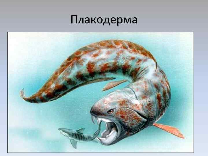 Плакодерма 
