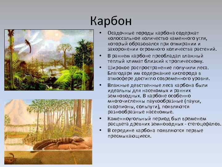 Карбон • • • Осадочные породы карбона содержат колоссальное количество каменного угля, который образовался