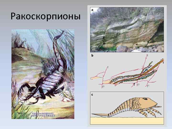 Ракоскорпионы 
