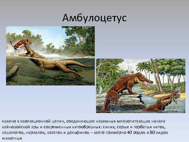 Амбулоцетус «звено в эволюционной цепи» , соединяющее наземных млекопитающих начала кайнозойской эры и современных