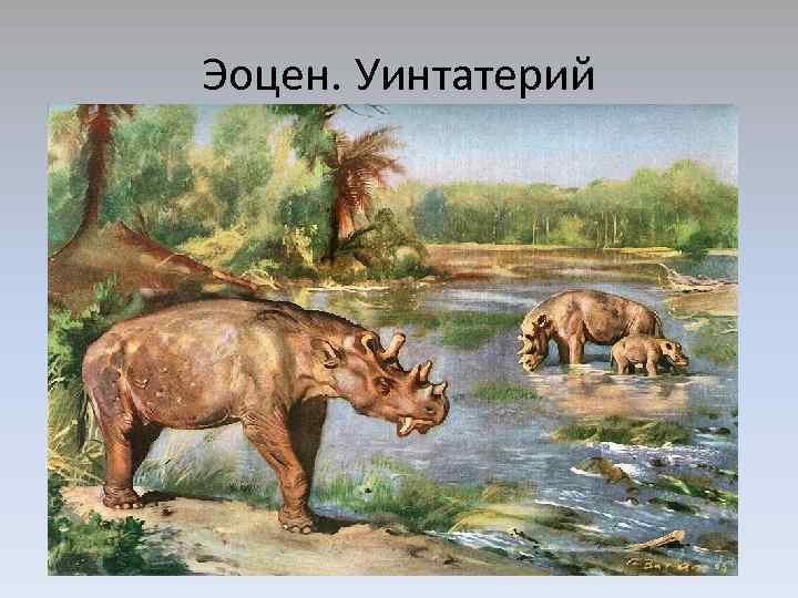 Эоцен. Уинтатерий 