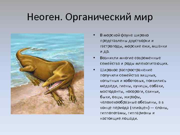 Неоген. Органический мир • • • В морской фауне широко представлены двустворки и гастроподы,