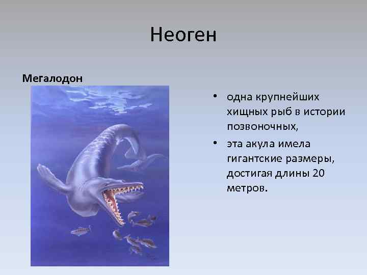 Неоген Мегалодон • одна крупнейших хищных рыб в истории позвоночных, • эта акула имела