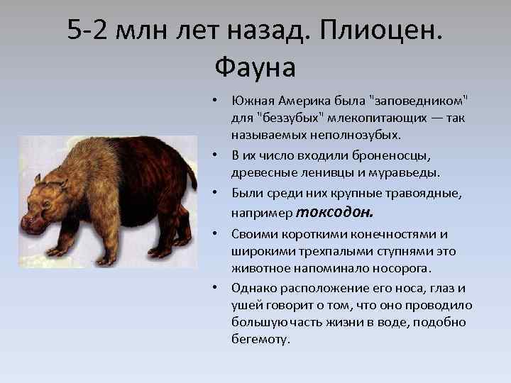5 -2 млн лет назад. Плиоцен. Фауна • Южная Америка была 