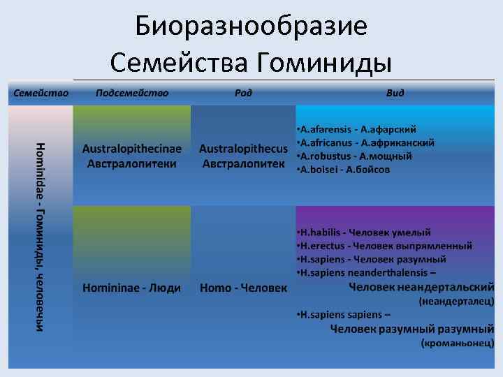 Биоразнообразие Семейства Гоминиды 