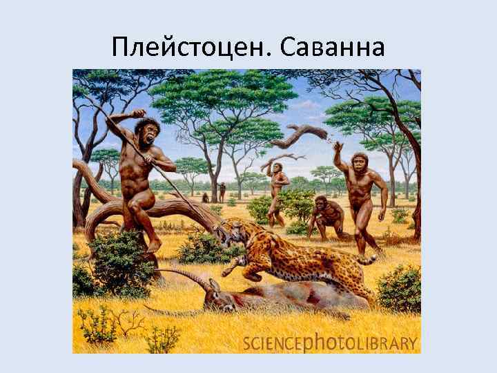 Плейстоцен. Саванна 