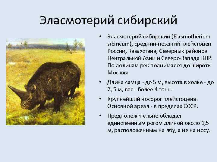 Эласмотерий сибирский • Эласмотерий сибирский (Elasmotherium sibiricum), средний-поздний плейстоцен России, Казахстана, Северных районов Центральной