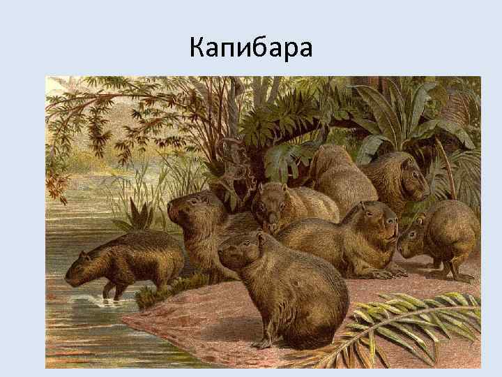 Капибара 