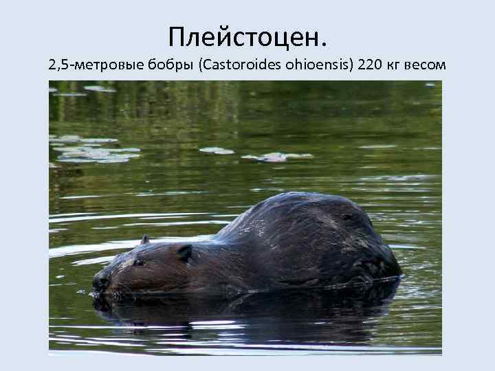 Плейстоцен. 2, 5 -метровые бобры (Castoroides ohioensis) 220 кг весом 