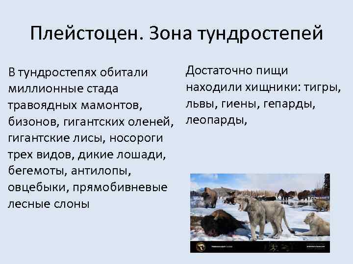 Плейстоцен. Зона тундростепей В тундростепях обитали миллионные стада травоядных мамонтов, бизонов, гигантских оленей, гигантские