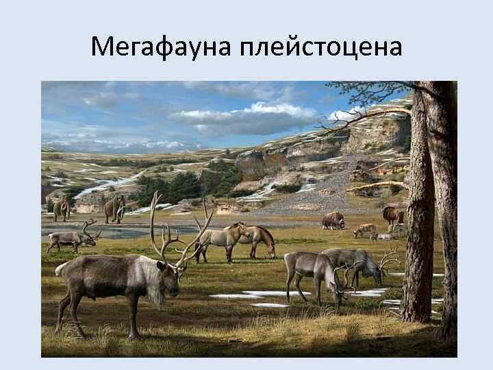 Мегафауна плейстоцена 