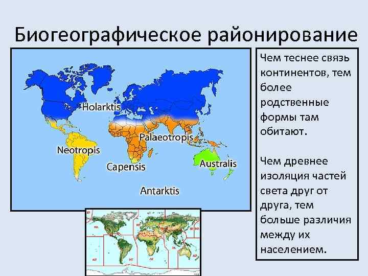 Биогеографическое районирование Чем теснее связь континентов, тем более родственные формы там обитают. Чем древнее