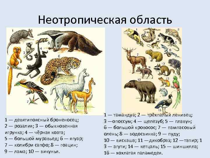 Неотропическая область 1 — девятипоясный броненосец; 2 — розалия; 3 — обыкновенная игрунка; 4