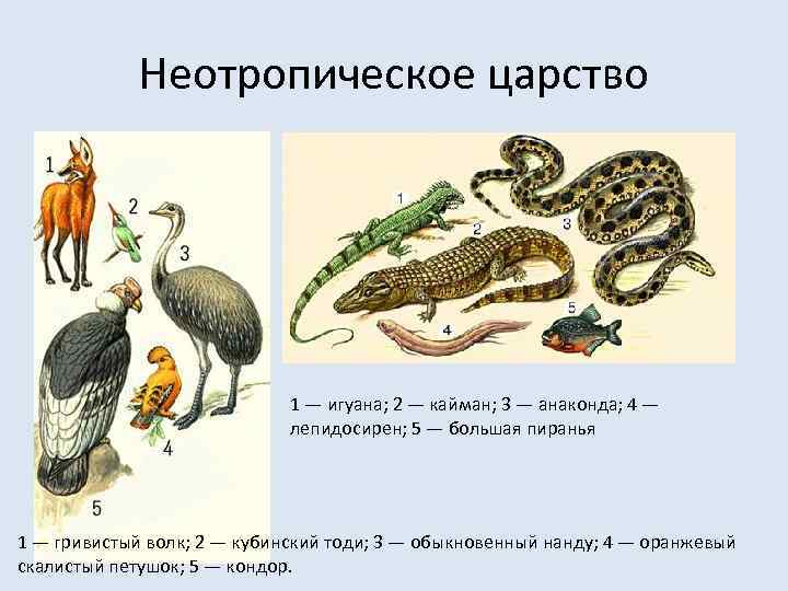 Неотропическое царство презентация