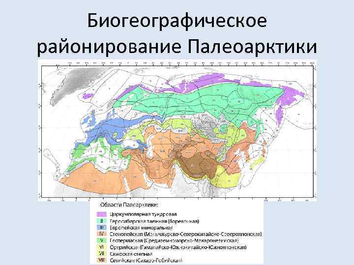 Биогеографическое районирование Палеоарктики 