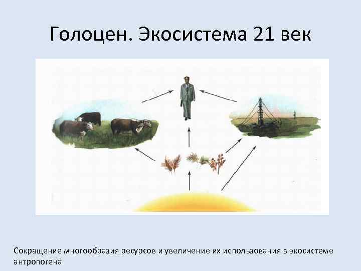 Голоцен. Экосистема 21 век Сокращение многообразия ресурсов и увеличение их использования в экосистеме антропогена