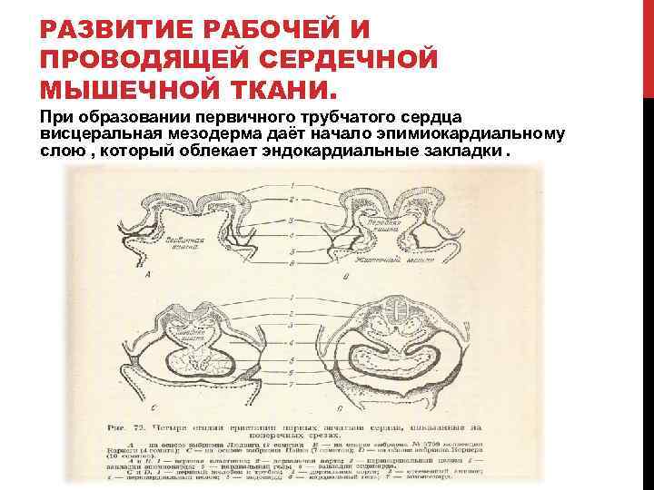 РАЗВИТИЕ РАБОЧЕЙ И ПРОВОДЯЩЕЙ СЕРДЕЧНОЙ МЫШЕЧНОЙ ТКАНИ. При образовании первичного трубчатого сердца висцеральная мезодерма