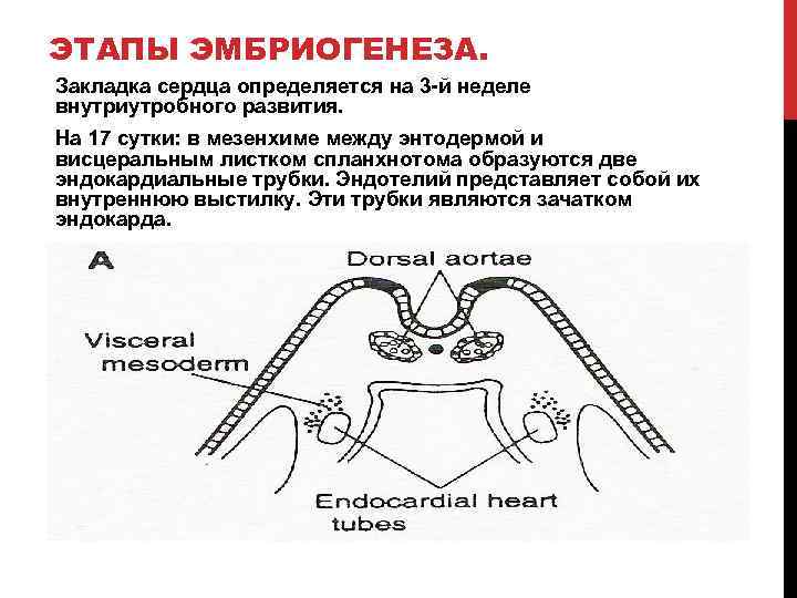 Эмбриогенез сердечно сосудистой системы презентация