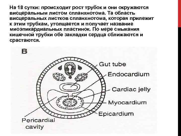 На 18 сутки: происходит рост трубок и они окружаются висцеральным листом спланхнотома. Та область