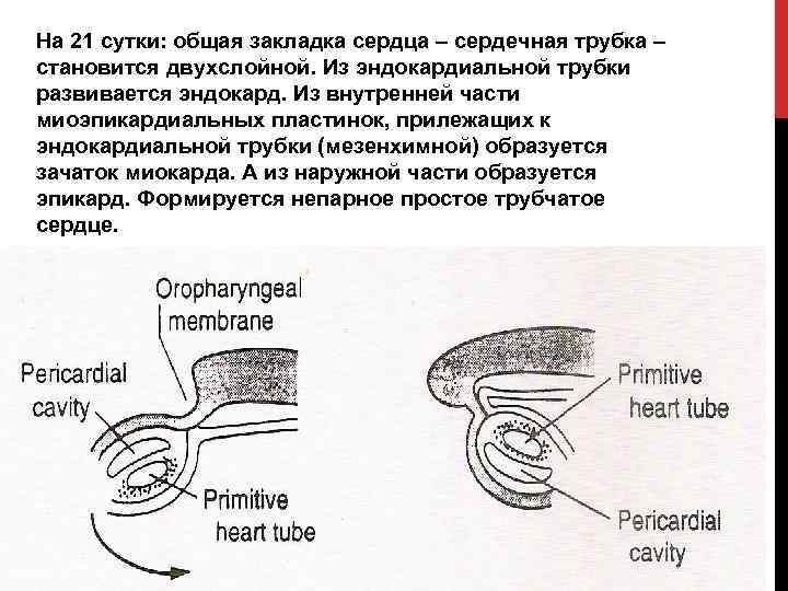 На 21 сутки: общая закладка сердца – сердечная трубка – становится двухслойной. Из эндокардиальной