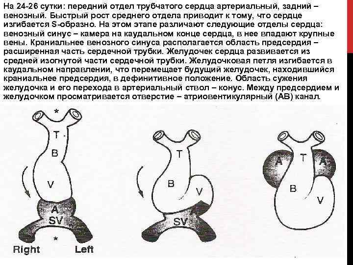 На 24 -26 сутки: передний отдел трубчатого сердца артериальный, задний – венозный. Быстрый рост