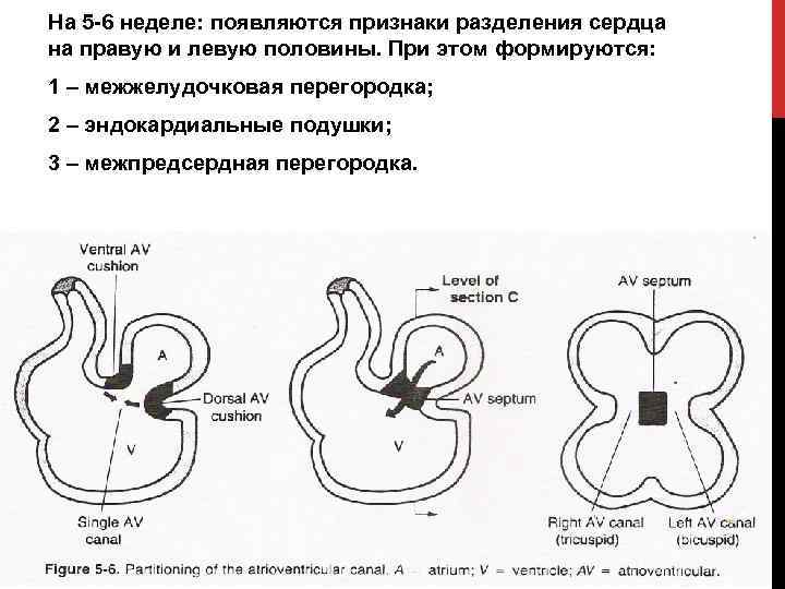 На 5 -6 неделе: появляются признаки разделения сердца на правую и левую половины. При