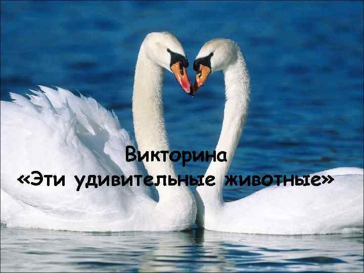 Викторина «Эти удивительные животные» 