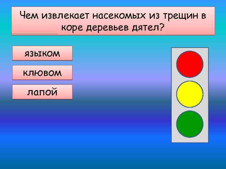 Чем извлекает насекомых из трещин в коре деревьев дятел? языком клювом лапой 