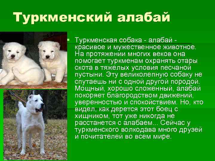 Алабай характер породы. Порода собак алабай. Алабай собака описание. Щенки алабая характеристики. Сторожевая собака алабай.