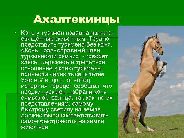 Ахалтекинцы § Конь у туркмен издавна являлся священным животным. Трудно представить туркмена без коня.