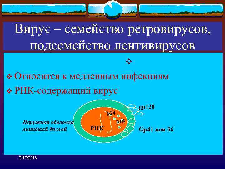 Вирус – семейство ретровирусов, подсемейство лентивирусов v v Относится к медленным инфекциям v РНК-содержащий