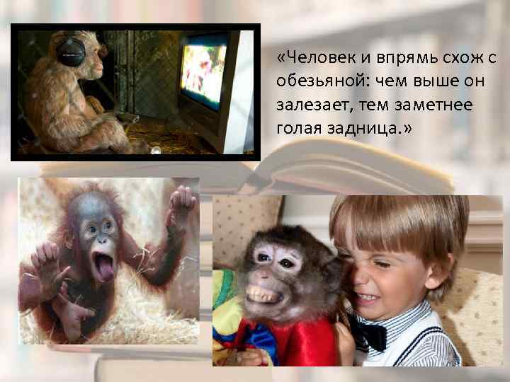  «Человек и впрямь схож с обезьяной: чем выше он залезает, тем заметнее голая