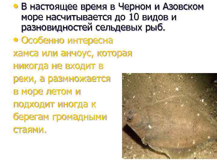  • В настоящее время в Черном и Азовском море насчитывается до 10 видов