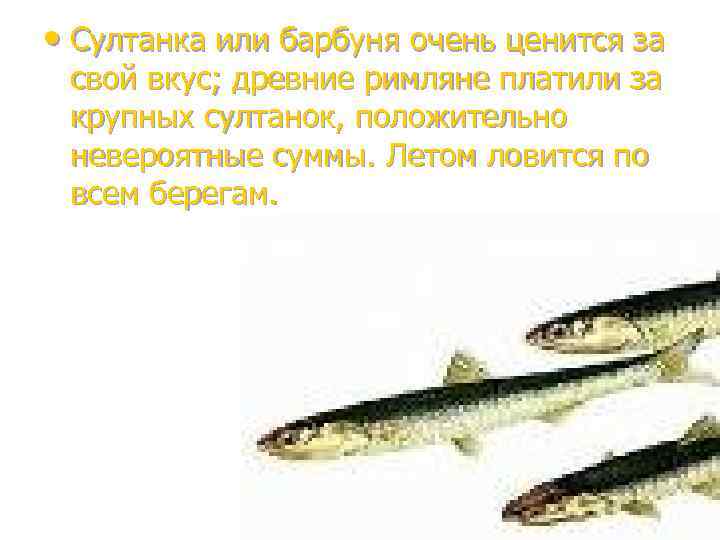  • Султанка или барбуня очень ценится за свой вкус; древние римляне платили за