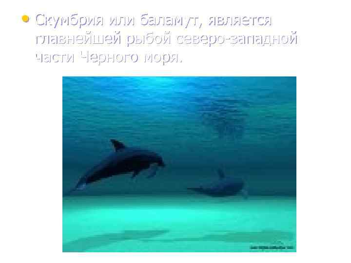  • Скумбрия или баламут, является главнейшей рыбой северо-западной части Черного моря. 