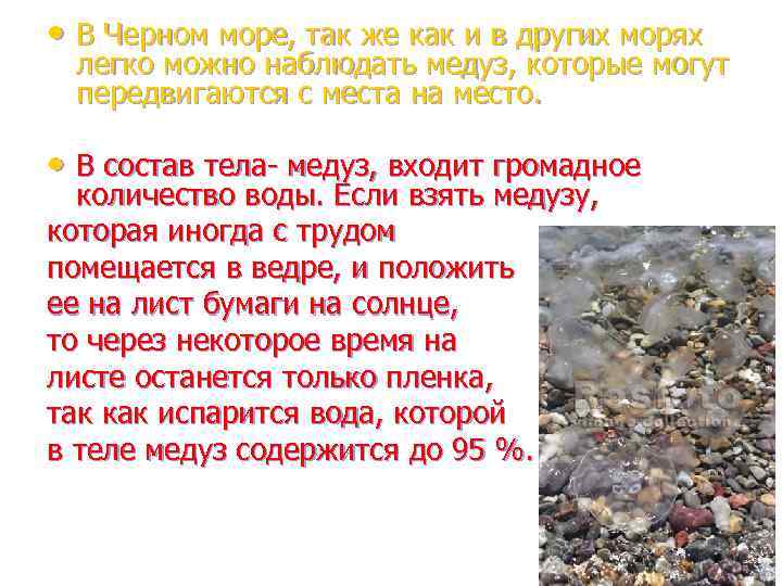  • В Черном море, так же как и в других морях легко можно