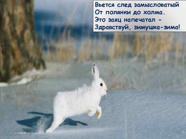 Вьется след замысловатый От полянки до холма. Это заяц напечатал - Здравствуй, зимушка-зима! 