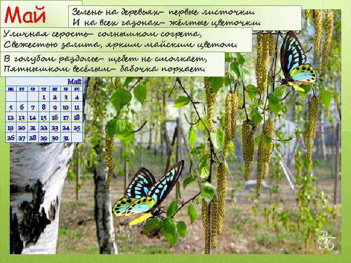 Май Зелень на деревьях- первые листочки. И на всех газонах- жёлтые цветочки. Уличная серость-