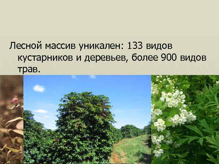 Лесной массив уникален: 133 видов кустарников и деревьев, более 900 видов трав. 