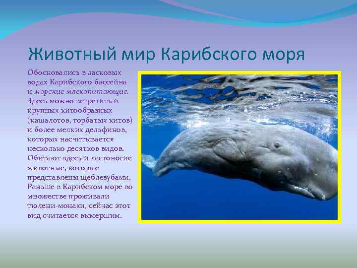 Животный мир Карибского моря Обосновались в ласковых водах Карибского бассейна и морские млекопитающие. Здесь