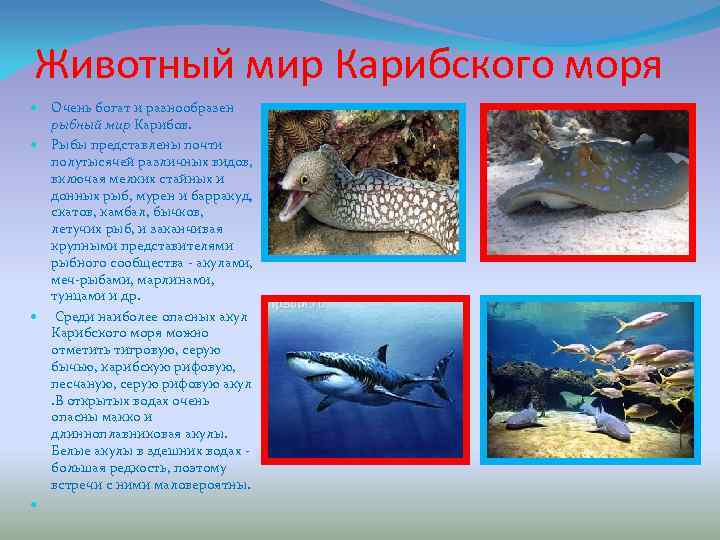 План описания моря 6 класс