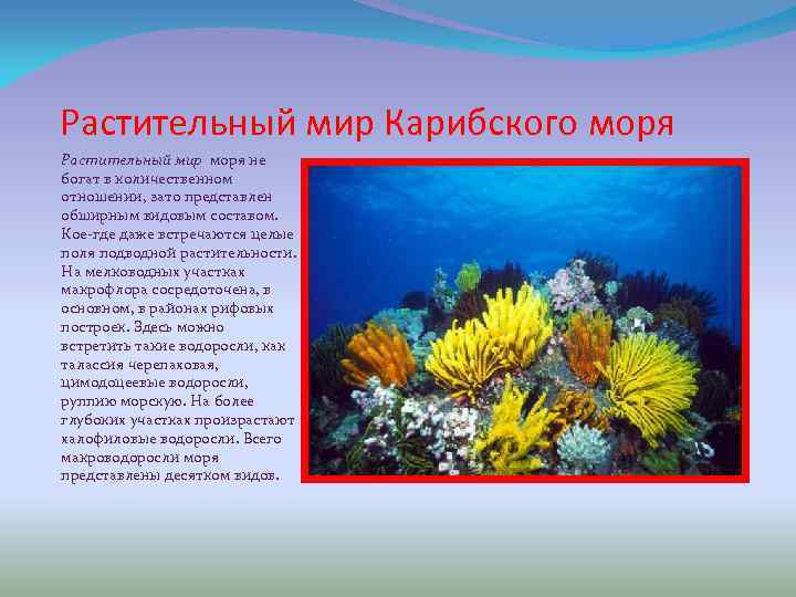 Острова карибского моря презентация