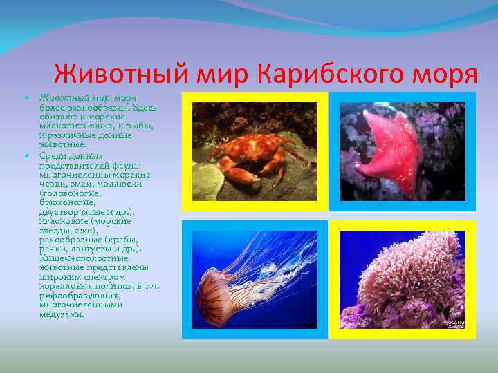 Животный мир Карибского моря Животный мир моря более разнообразен. Здесь обитают и морские млекопитающие,