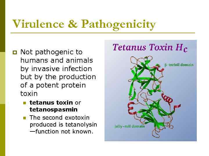 Virulence & Pathogenicity p Not pathogenic to humans and animals by invasive infection but