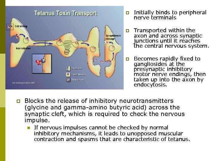 p p Transported within the axon and across synaptic junctions until it reaches the