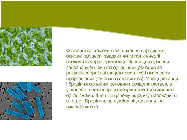 Фотосинтез, хемосинтез, дихання і бродіння основні процеси, завдяки яким потік енергії проходить через організми.