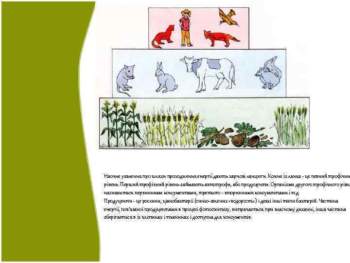 Наочне уявлення про шляхи проходження енергії дають харчові ланцюги. Кожне їх ланка - це