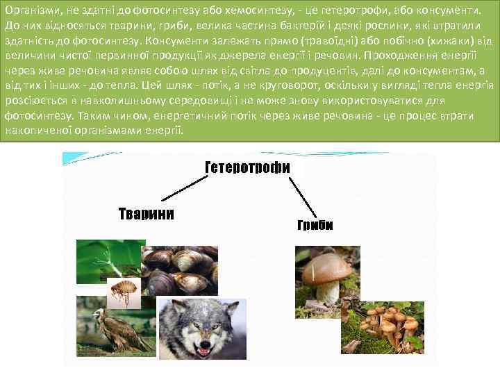 Організми, не здатні до фотосинтезу або хемосинтезу, - це гетеротрофи, або консументи. До них