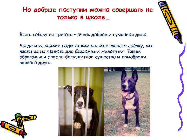 Но добрые поступки можно совершать не только в школе… Взять собаку из приюта –