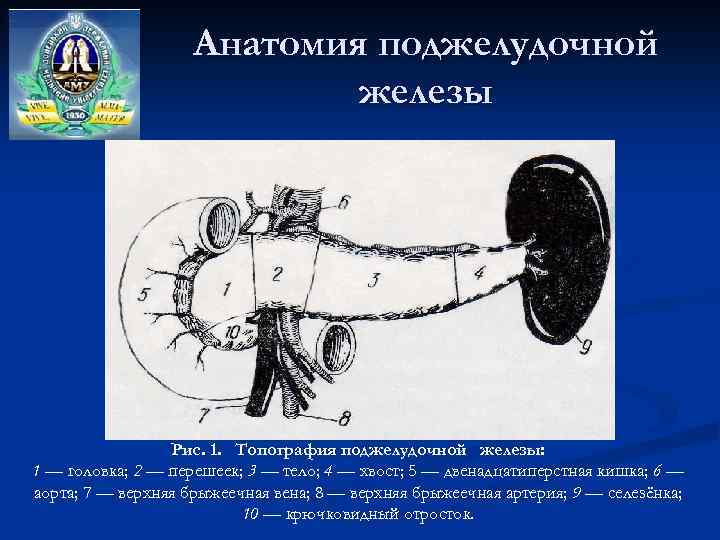 Анатомия поджелудочной железы Рис. 1. Топография поджелудочной железы: 1 — головка; 2 — перешеек;